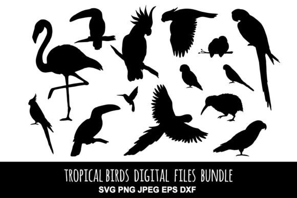 Tropical Bird Graphics & Illustrations Review